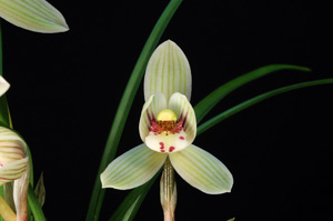 Cymbidium tortisepalum var. lianpan White Beauty HCC 75